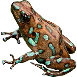 Camo Auratus